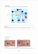 혈구관찰보고서_hwp_03_.gif